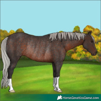 Horse Color:Silver Brown Rabicano