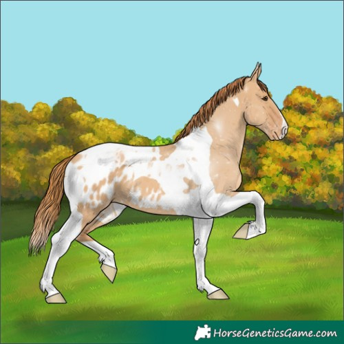 Horse Color:Red Dun Tobiano Appaloosa 