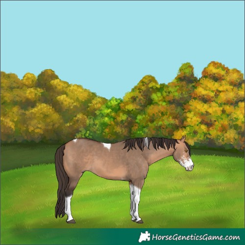 Horse Color:Bay Dun Sabino Tobiano 