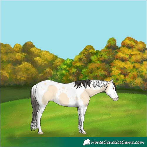 Horse Color:Buckskin Dun Splash Tobiano