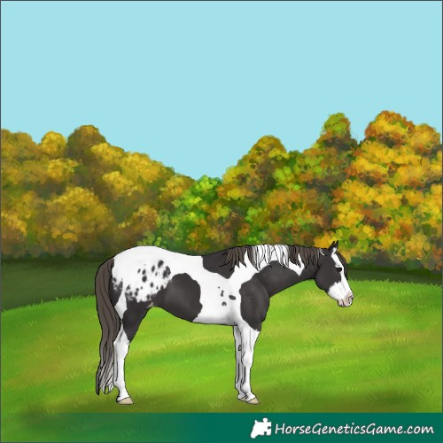 Horse Color:Smoky Black Splash Tobiano Appaloosa