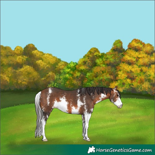 Horse Color:Bay Sabino 