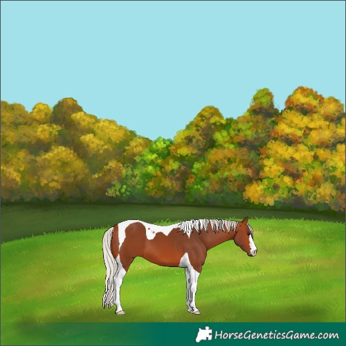 Horse Color:Silver Bay Tobiano 