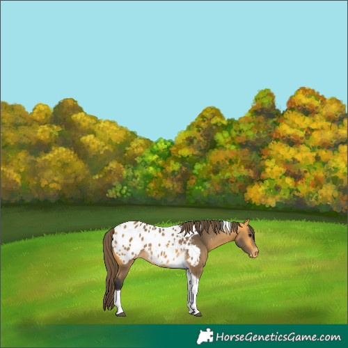 Horse Color:Buckskin Tobiano Appaloosa