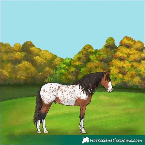 Horse Color:Bay Appaloosa