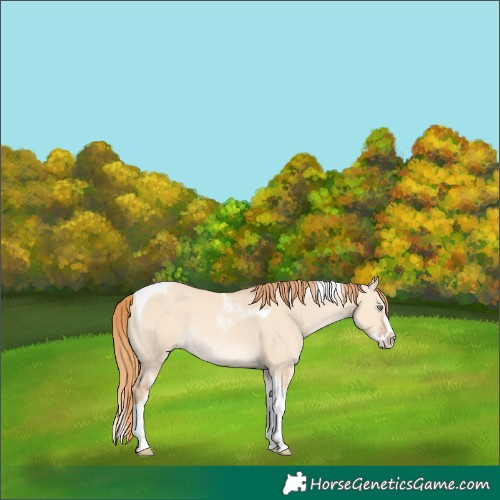 Horse Color:Gold Champagne Dun Splash Tobiano