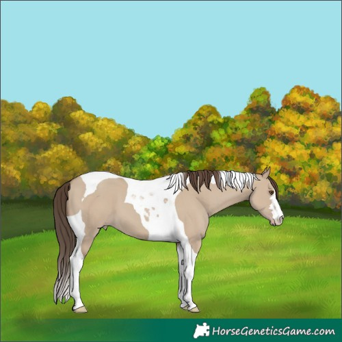 Horse Color:Classic Champagne Dun Tobiano