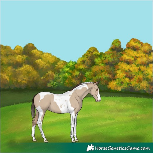 Horse Color:Classic Champagne Dun Tobiano 