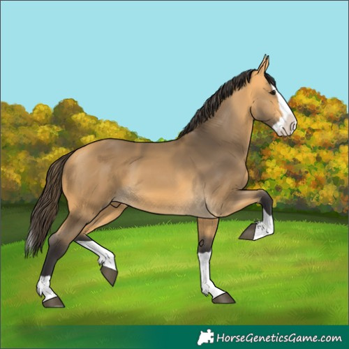 Horse Color:Buckskin Splash 