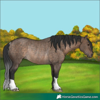 Horse Color:Brown Dun Rabicano