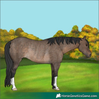 Horse Color:Brown Dun Rabicano 