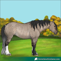 Horse Color:Brown Dun Rabicano