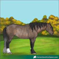 Horse Color:Brown Dun Rabicano