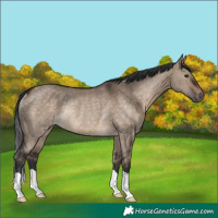 Horse Color:Brown Dun Rabicano 