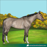 Horse Color:Brown Dun Rabicano