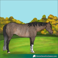 Horse Color:Brown Dun Rabicano