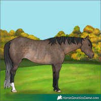 Horse Color:Brown Dun Rabicano 