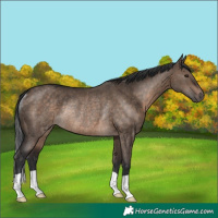 Horse Color:Brown Dun Rabicano
