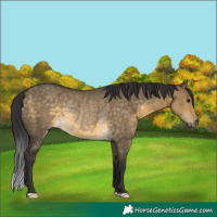 Horse Color:Buckskin Dun Rabicano 