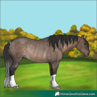 Horse Color:Brown Dun Rabicano
