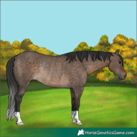 Horse Color:Brown Dun Rabicano 