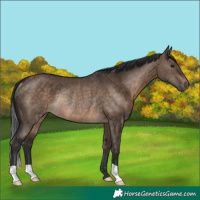 Horse Color:Brown Dun Rabicano