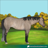 Horse Color:Brown Dun Rabicano 