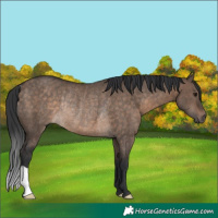 Horse Color:Brown Dun Rabicano