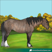 Horse Color:Brown Dun Rabicano 