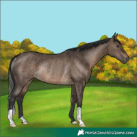 Horse Color:Brown Dun Rabicano 