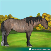 Horse Color:Brown Dun Rabicano