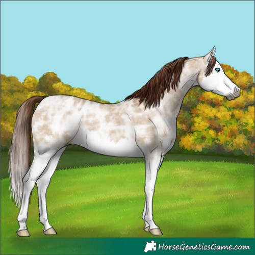 Horse Color:Gray Red Dun Ice Splash Appaloosa