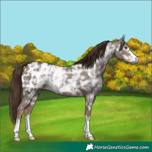 Horse Color:Gray Chestnut Ice Appaloosa