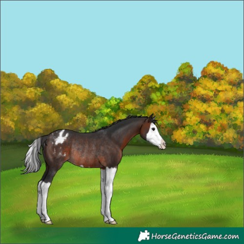 Horse Color:Unknown 
