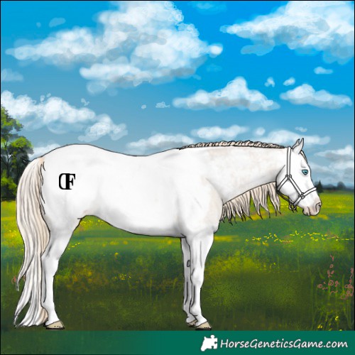 Horse Color:Smoky Creme Roan Splash Snowcap Rabicano