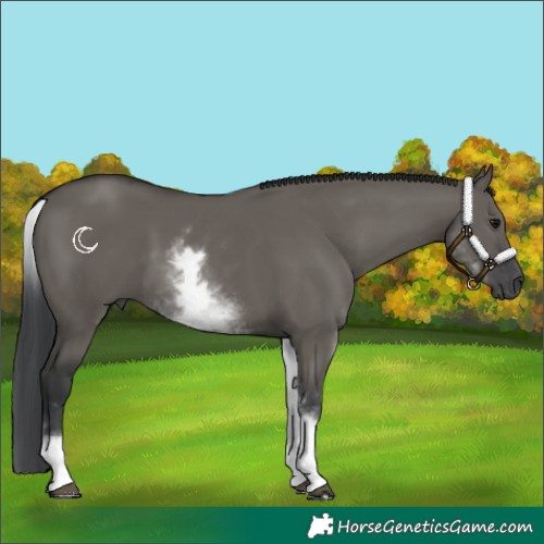 Horse Color:White Spotted Grullo Rabicano