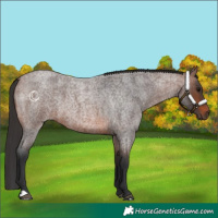 Horse Color:Brown Roan 
