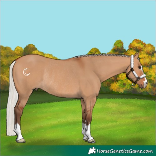 Horse Color:Silver Bay Dun Rabicano 