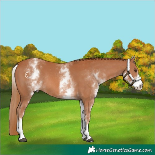 Horse Color:White Spotted Chestnut Rabicano 