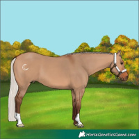 Horse Color:Silver Bay Dun 