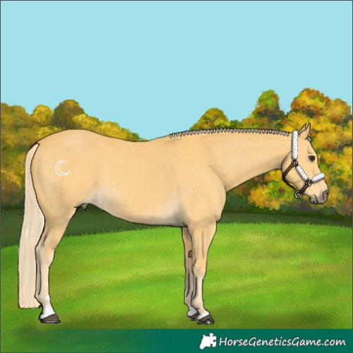 Horse Color:Palomino 
