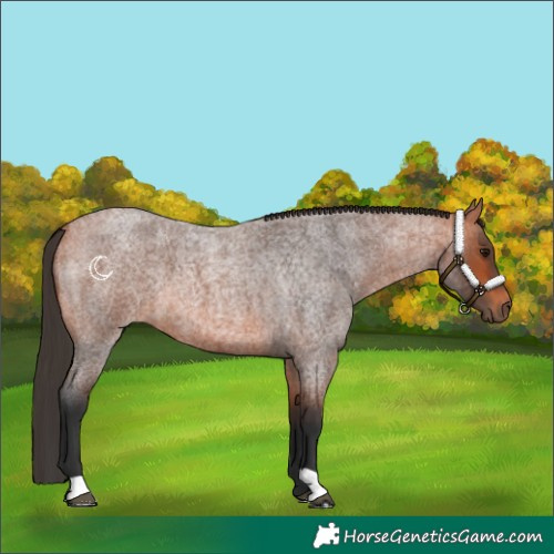 Horse Color:Bay Roan
