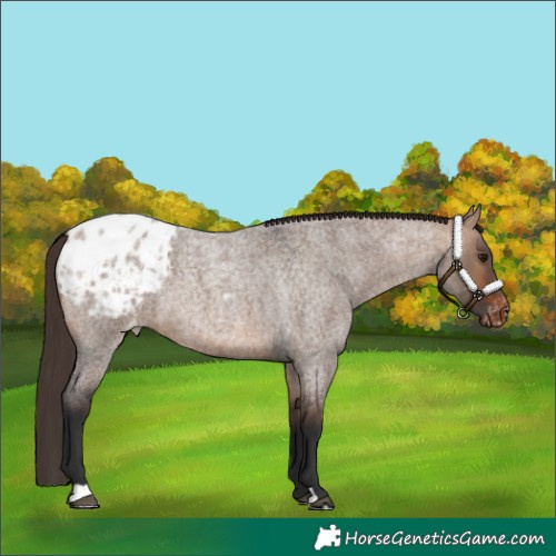 Horse Color:Bay Roan Dun Appaloosa 