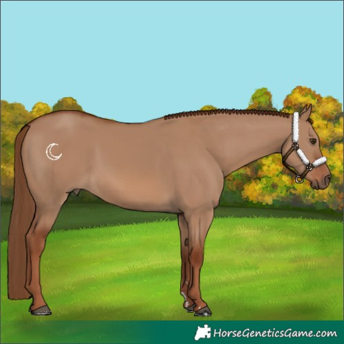 Horse Color:Red Dun Rabicano 