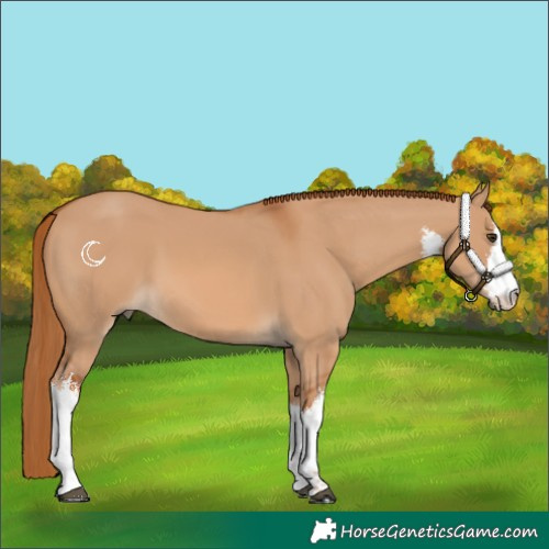 Horse Color:White Spotted Red Dun