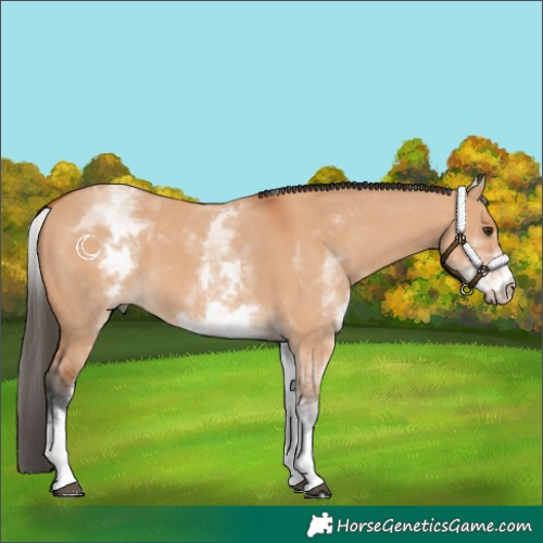Horse Color:White Spotted Bay Dun