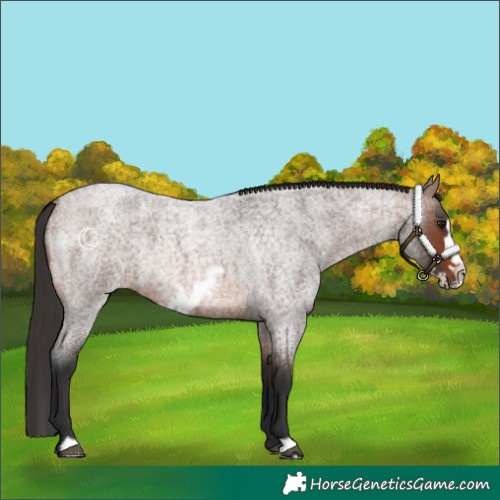 Horse Color:Brown Roan Frame Rabicano