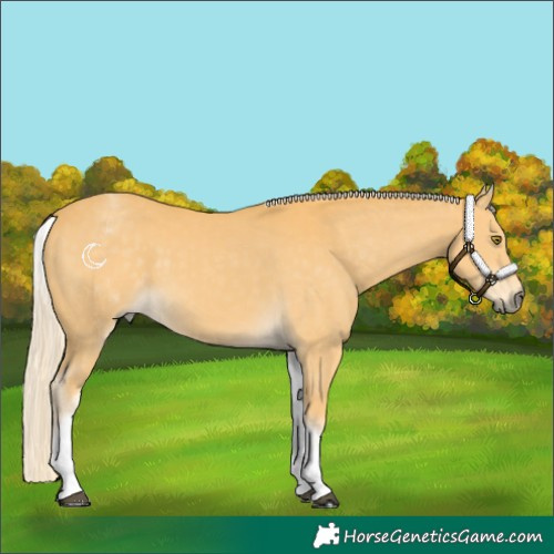 Horse Color:White Spotted Palomino