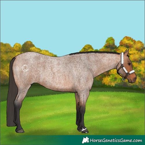 Horse Color:Bay Roan