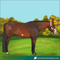 Horse Color:Bay Frame